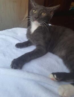 Jasper - Rambin