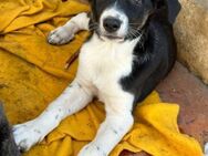 Nelli sucht ihre für immer Familie! - Krefeld