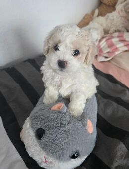 Reinrassige Bichon Frise Welpen - Elzach