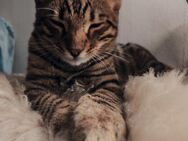 Bengal-Russisch-Blau Kater Chiko (1,5 Jahre) sucht liebevolles Zuhause - Delmenhorst Zentrum