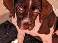 Süße Cookie sucht eine Familie - Grevenbroich