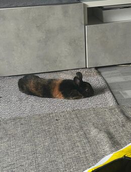 Farbenzwerg-Häsin in liebevolle Hände abzugeben - Berlin