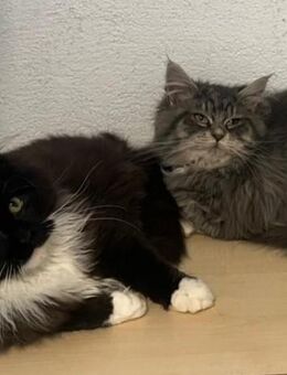 Maine Coon Kater reinrassig 5 Monate - Hahn