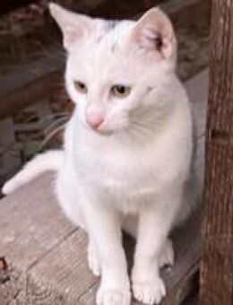 Starlight sanfter entspannter Kater - Hüllhorst