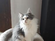 Maine Coon Kater 6 Monate alt - Kassel