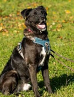 Oreo der kluge Kuschelbär - Kallmünz