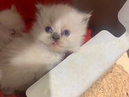 Perser-ragdoll Babykatzen - Erding