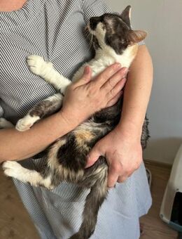 🐾Charmante Einzelkatze Dorothy🐾 - Eislingen (Fils)