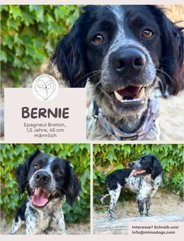 Bernie - Ein Sonnenschein mit Schlappohr - Brühl (Nordrhein-Westfalen)