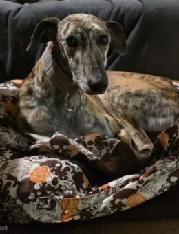 Rubi, Traumhündin - Haar