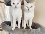Jenny und Johanna aus dem Tierschutz - Grevenbroich