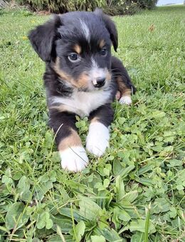 Bildschöne Australian Shepherd Welpen - Westerheim (Baden-Württemberg)