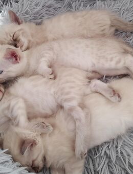 Snow Mink Bengal Kitten. Bengal Kitten. Bengal Katzen. Snow Mink - Essen