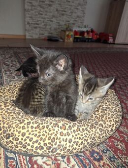 Kitten suchen neues Zuhause - Essen