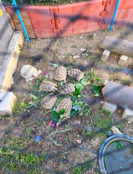 Griechische Landschildkröten THB zum Verkauf - Albershausen