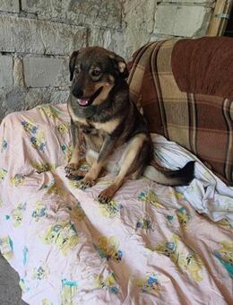 Cookie; banges Herz voller Liebe - Geilenkirchen