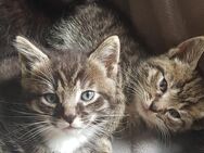 Kitten ❤Katze❤Kater - Knüllwald