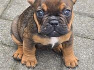 Französiche Bulldoggen - Calbe (Saale)