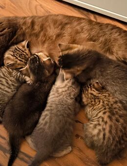 BKH Kitten - Berlin Reinickendorf