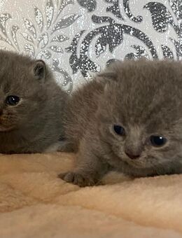 Reinrassige Bkh Kitten in blue - Brakel