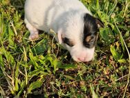 Jack Russel Welpen - Schönfeld (Sachsen)