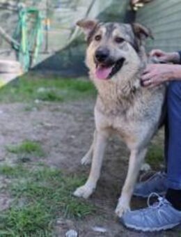 Seelenhund Bernardo - München