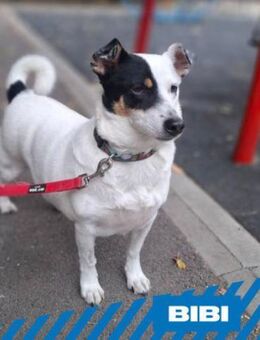Bibi - Jack Russel Liebhaber gesucht - Berlin