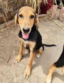 Lilly, eine zarte, verspielte Maus - Starnberg