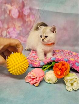 Zauberhafter BKH Kätzchen, suchen liebevolles Zuhause. Komplet geimpft - Coburg