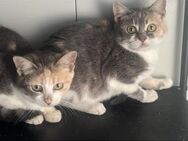 Minou und Manou aus dem Tierschutz - Grevenbroich