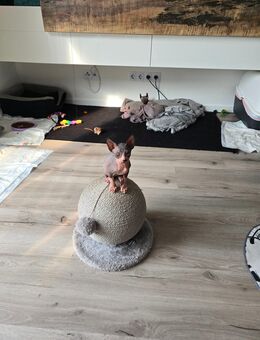 Sphynx Kitten/Kater - Starkenberg