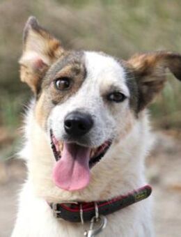 Alvin ist ein pfiffiger und lieber Kerl! - Karben