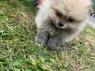 Pomeranian Welpen Bärchen - Frechen