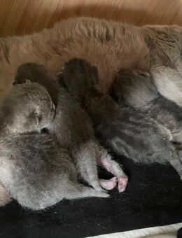 Bkh 4 Jungs in Blue Abgabe 24.1.26 suchen schon mal - Zinnowitz