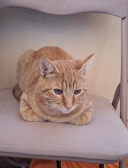 Jung Karter Iancu - Rambin