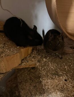 Degu Männchen ca. 9 Monate alt - Hattingen