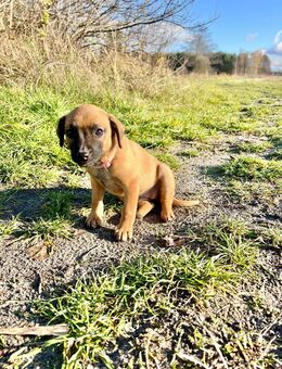 mix welpe - Steinhagen (Nordrhein-Westfalen)