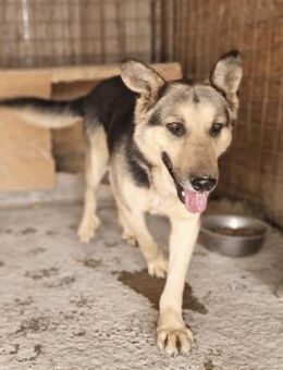 Schäferhund RAVIN - 8 Jahre, intelligent - Weilheim (Oberbayern)