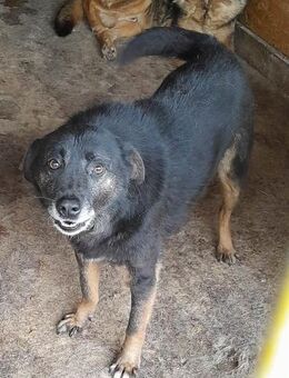 Enrico sucht besondere Menschen 🐾 - Elsdorf (Nordrhein-Westfalen)