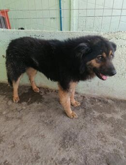 Percy Pflegestelle Zuhause gesucht - Olfen