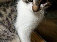 Katzen Baby zu verkaufen - Wetzlar
