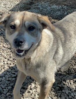 Valerica wartet auf ein eigenes Zuhause - Spenge