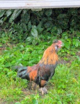 Zwergseidenhuhn-Hahn - Gumtow