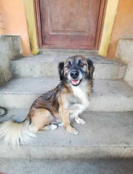 JACK - so ein zuckersüßer Hundemann 💗 - Gevelsberg