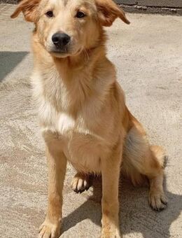 Rex mag nur Frauen - Donaueschingen