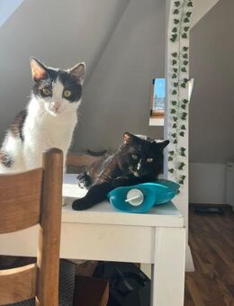 Kalafior&Leo Katzen-Duo sucht Fürsorge - Hochheim (Main)