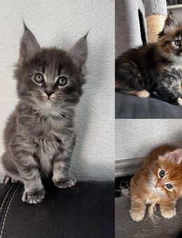 Main Coon Kitten - Königslutter (Elm)