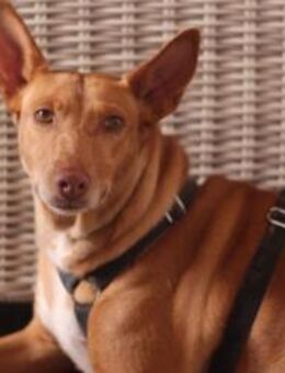 SIERRA, w., Mischling, geb. 2015 - Sipplingen