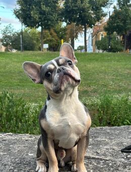 Französische Bulldogge - Naumburg (Saale)