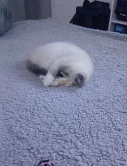 2 BKH Kätzchen suchen ein neues Zuhause - Lünen